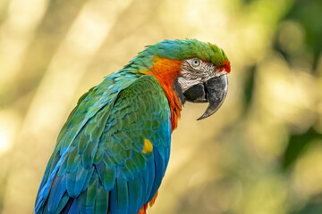 Hybrid macaw. This specimen was a result of the crossbreeding of a Great green macaw (Ara ambigua) and a Scarlet macaw (Ara macao).