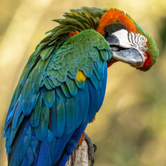 Hybrid macaw. This specimen was a result of the crossbreeding of a Great green macaw (Ara ambigua) and a Scarlet macaw (Ara macao).