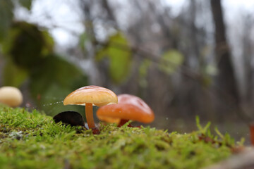 Enoki mushroom in the autumn forest 