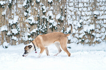 kleine Hündin im Schnee #2