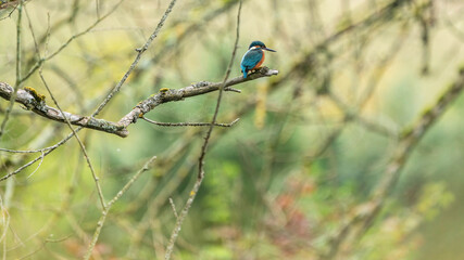 Kingfisher waiting for prey to appear