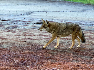 Fototapeta premium gray coyote