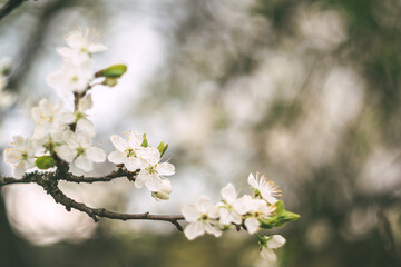 The trees are blooming in spring. Beautiful first flowers of apple and cherry, dark background, copy space, place for text, spring season concept