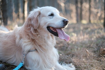 golden retriever dog, spring forest, happy dog