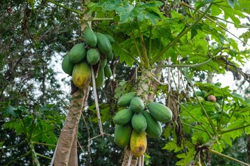 Papaya tree with yellow and green fruit
