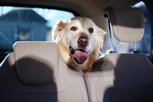 dog in car seat, dog in the car, cute puppy, golden retriever in the car, spring is coming