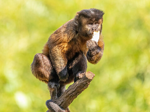 Macaco-prego na árvore sorrindo Stock Photo