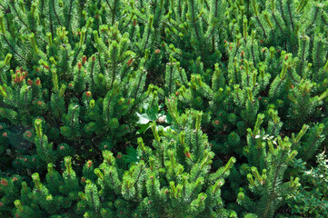 Pine trees needles