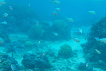 Fototapeta na wymiar poisson dans le lagon de moorea - polynesie francaise