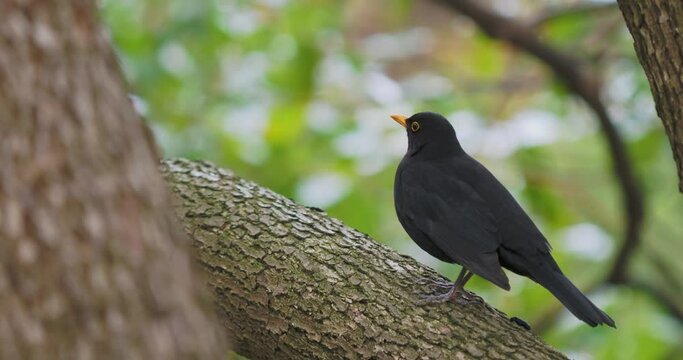 Common blackbird or Turdus merula perched on tree. Black bird stares with curiosity. Natural wildlife.