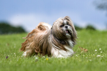 Shih Tzu