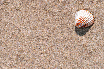 Summer concept background with seashells, shells on sand tropical sea beach. Design of summer vacation holiday concept.