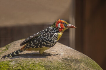 Red-and-yellow barbet standing on stone. Close- up portrait .(Trachyphonus erythrocephalus)