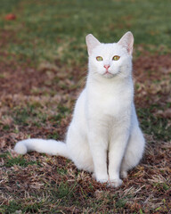 Beautiful white cat portrait sitting in garden.