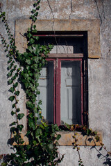 Fototapeta na wymiar Close-up of old abandoned window with red wooden frame, broken glass and green ivy creeper plant growing on one side of concrete damaged wall