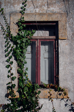 Close-up of old abandoned window with red wooden frame, broken glass and green ivy creeper plant growing on one side of concrete damaged wall