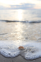 Selective Focus of sandy beach, small seashell swept by a wave on the  mediterranean sea coast at sunset in Antalya Turkey. Holiday, Travel and Vacation Concept. 