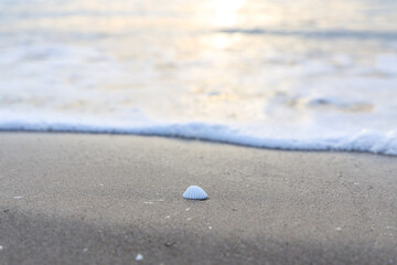 Selective Focus of sandy beach, small seashell swept by a wave on the  mediterranean sea coast at sunset in Antalya Turkey. Holiday, Travel and Vacation Concept. 