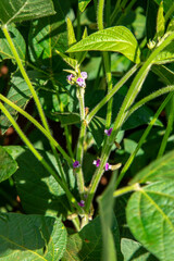 Soybean tree with flower in plantation