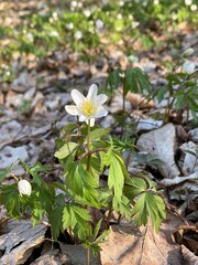 flowers in the garden