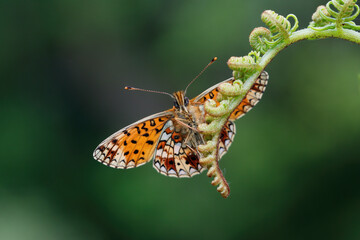 A Small Pearl-bordered Fritillary Basking on a Bracken leaf.