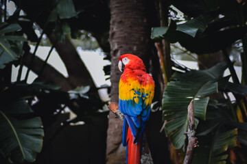 red and yellow macaw © Suzanne