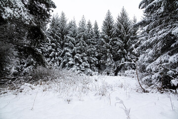 Snow Landscape