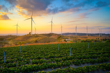 Windmill farm for electricity production. Wind power turbines generating clean renewable energy for...