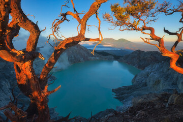 Dead tree on Kawah Ijen crater in East Java, Indonesia © structuresxx