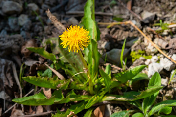 Gewöhnlicher Löwenzahn, Taraxacum