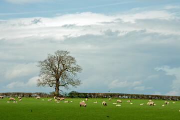 Sheep in the fields.