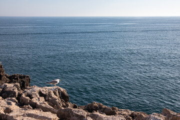 Seagull standing on rocks with ocean in the background.