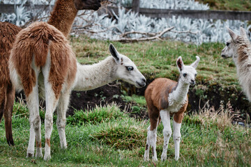 Obraz premium Llamas Alpaca in Andes Mountains, South America