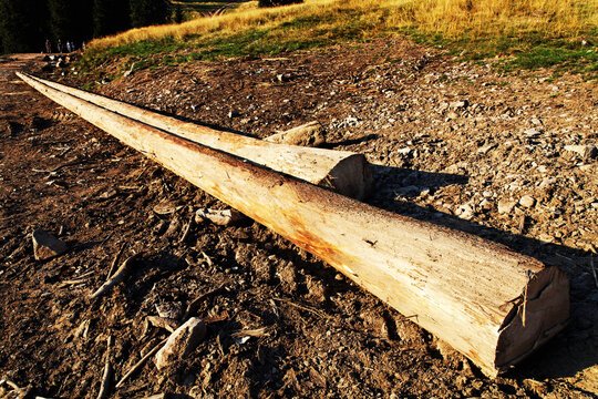Stumps and logs show that overexploitation leads to deforestation endangering environment and sustainability.