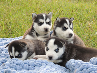 siberian husky puppies © Олеся Бучацька
