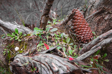 Pine cone on a trunk of a old tree.