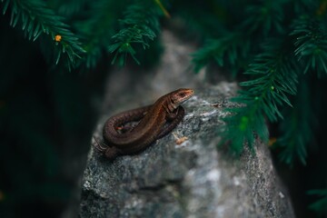 A small brown lizard sits on a stone in the bushes. Reptile poses for macro photography in the forest.