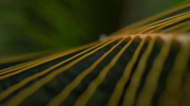 Close up on leaf of tropical jungle palm foliage, excotic branch of greenery plantation in National Park, botanic flora during wind spring weather