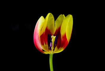 details of a tulip flower
