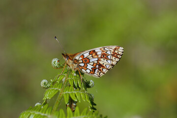 A Small Pearl-bordered Fritillary resting on a Bracken leaf.