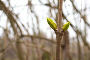 The first spring buds of lilac