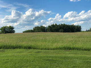 green field and blue sky