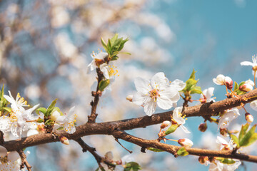 Fototapeta premium ?herry blossom, many flowers