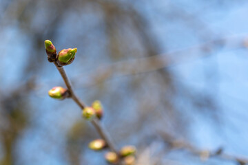 green cherry buds against a blue sky
