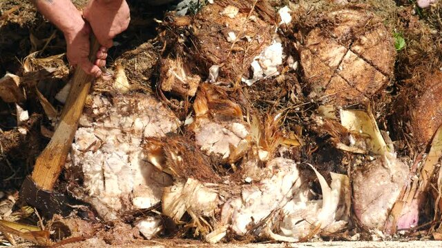 to cut with an ax. heals up the rhizome of a banana palm. 4k slow motion.