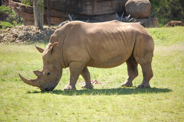 Fototapeta premium Southern white rhinoceros (rhino)