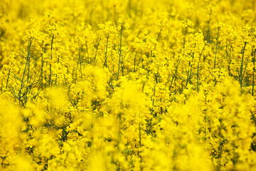 Abstract image of a rape flowers field
