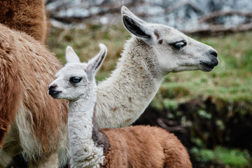Llamas Alpaca in Andes Mountains, South America