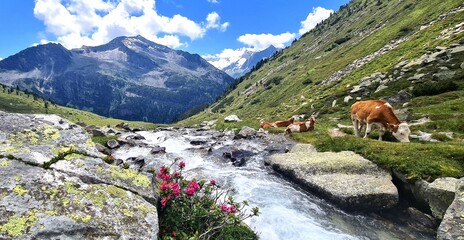 Cows grazing on a hot summer day in the Zillertal Alps in Austria