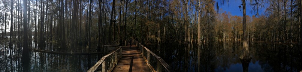 flooded forest in Florida 
